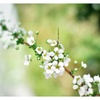 White snow