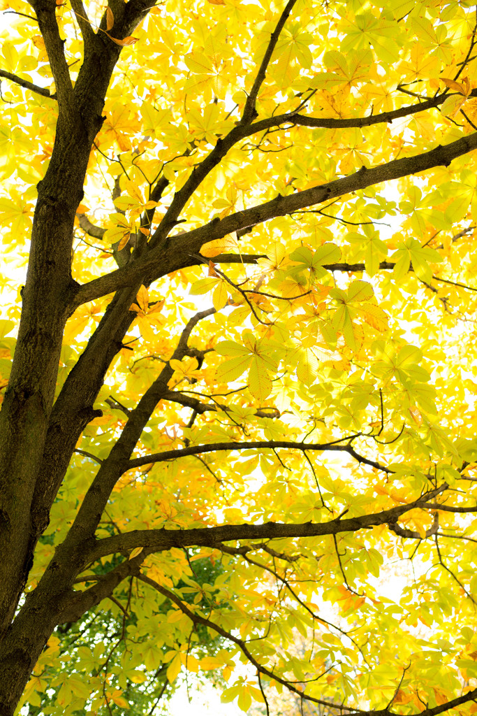Autumn colors "Yellow"