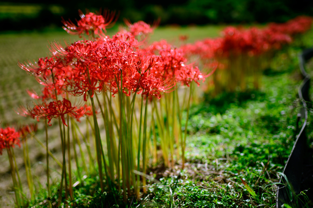 Road of red spider lily
