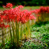 Road of red spider lily