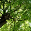 Big tree