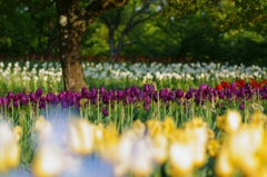 Colorful Tulip