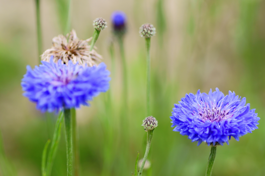 Cornflower