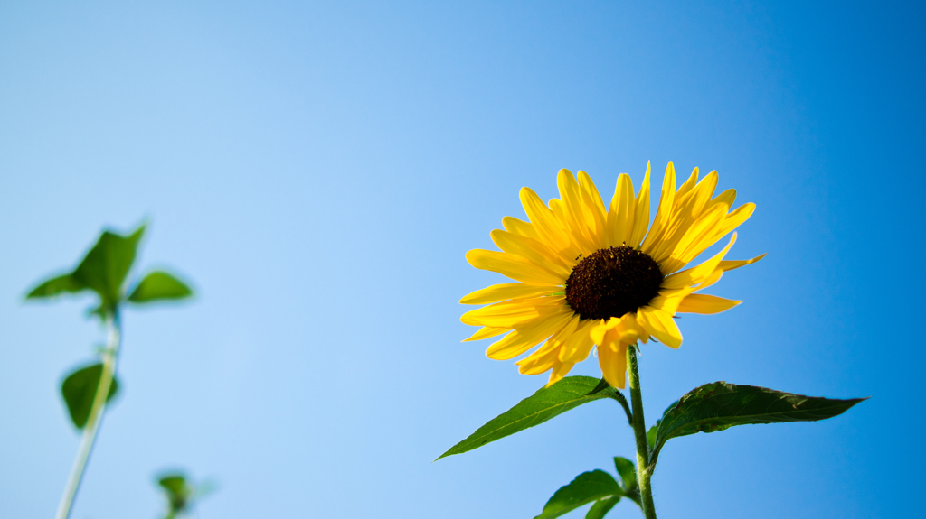 To sky "Catch the Sun"