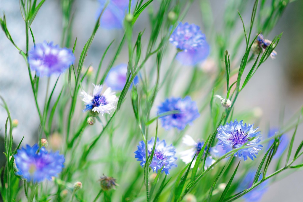 Early summer blue