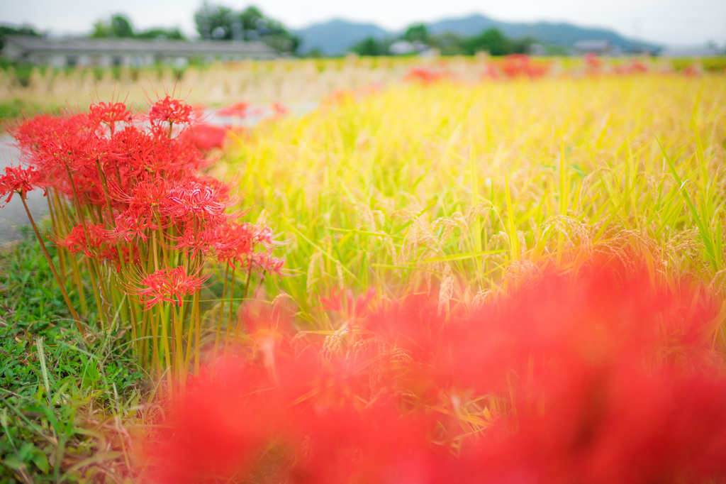 Red carpet of footpath