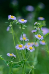 Daisy fleabane