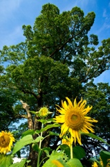 To sky "Noma large zelkova with summer"