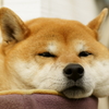 柴