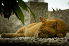 Nap time