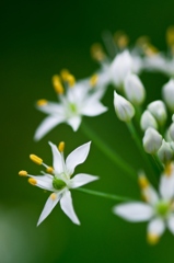 Allium tuberosum