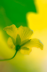 Flower of bitter gourd