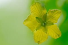 Yellow star, Green star