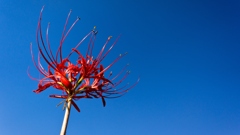 To sky "Spider lily"