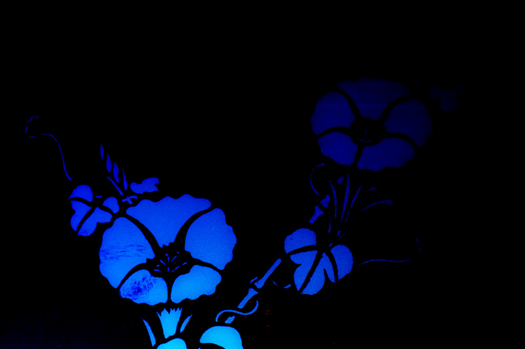Midnight morning glory