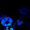 Midnight morning glory