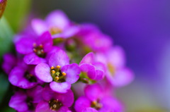 Sweet alyssum