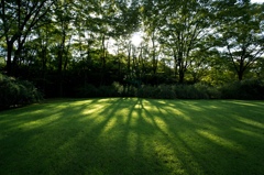 Sunshine filtering through foliage