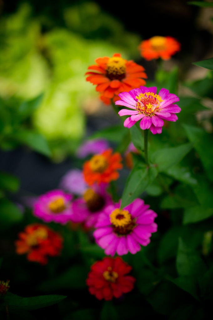 Zinnia By らりるれろ （ID：1296793） - 写真共有サイト:PHOTOHITO