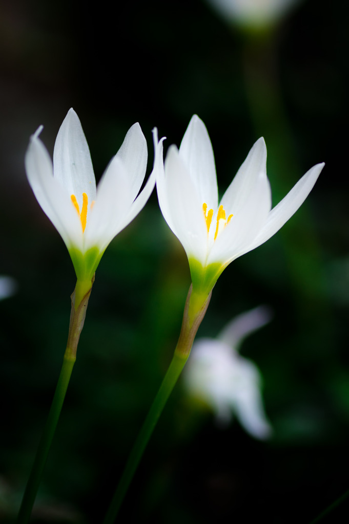 Couple of rain lily