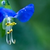 Dayflower