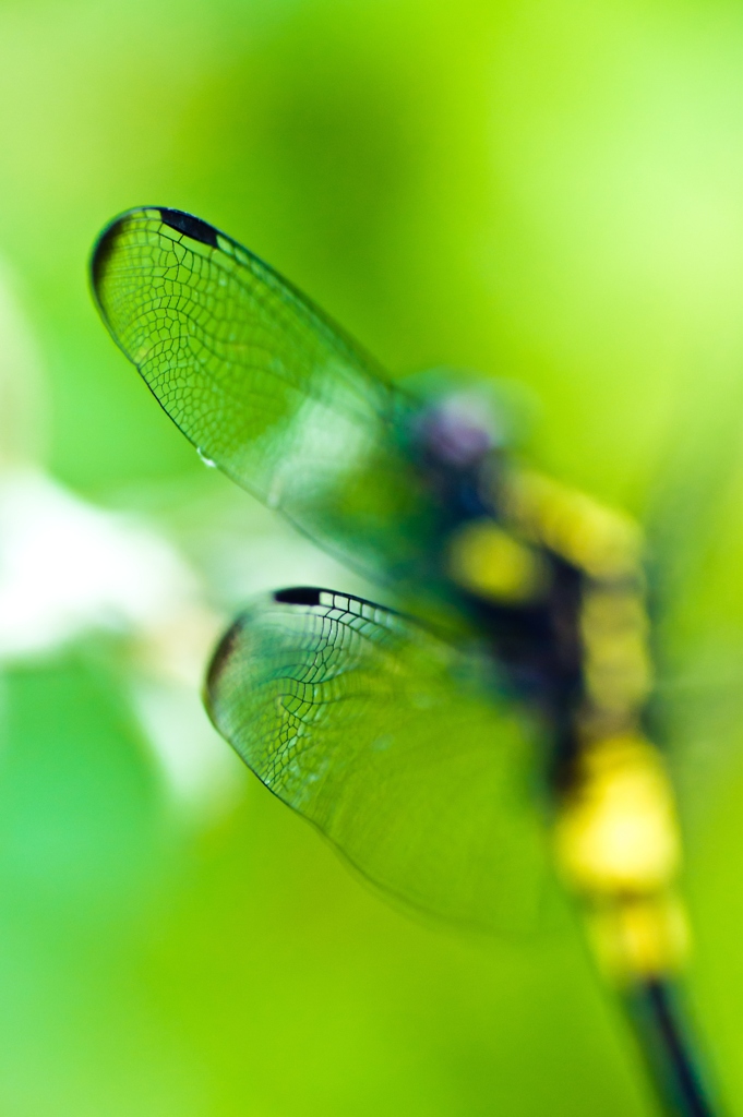 Cellophane wings