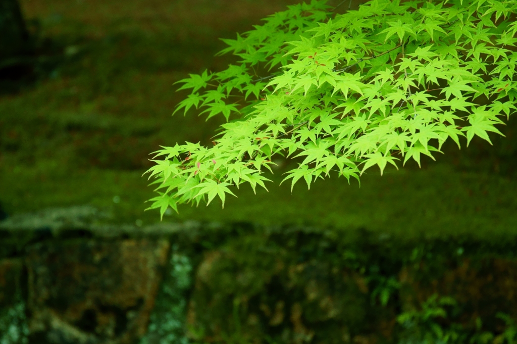 Green ,Green ,Green