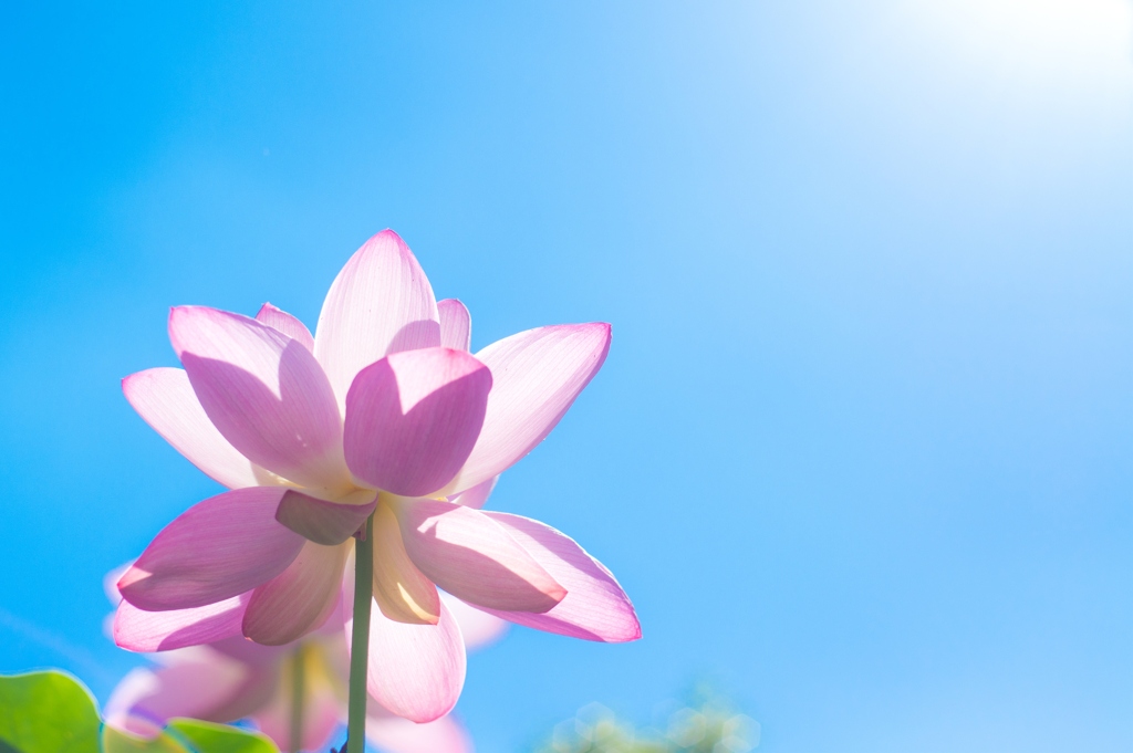To sky "Lotus"