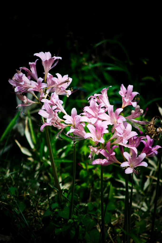 Roadside Lycoris