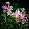 Roadside Lycoris