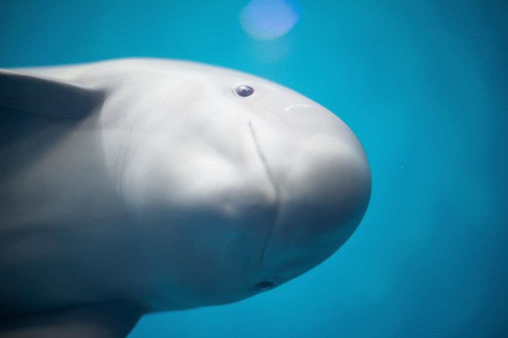 Finless Porpoise
