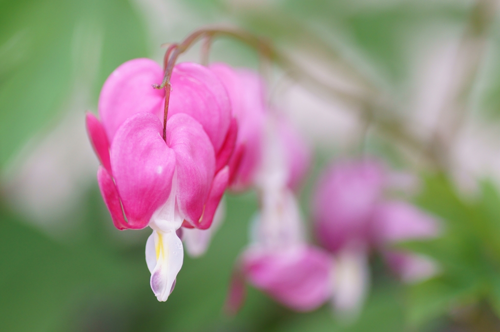 Bleeding heart