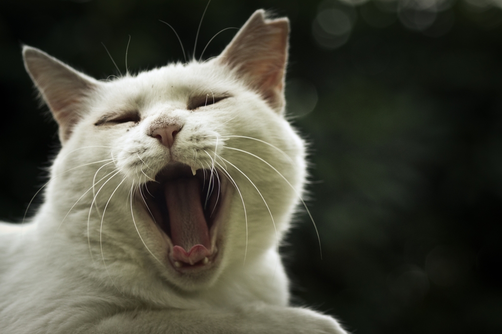 Yawning...