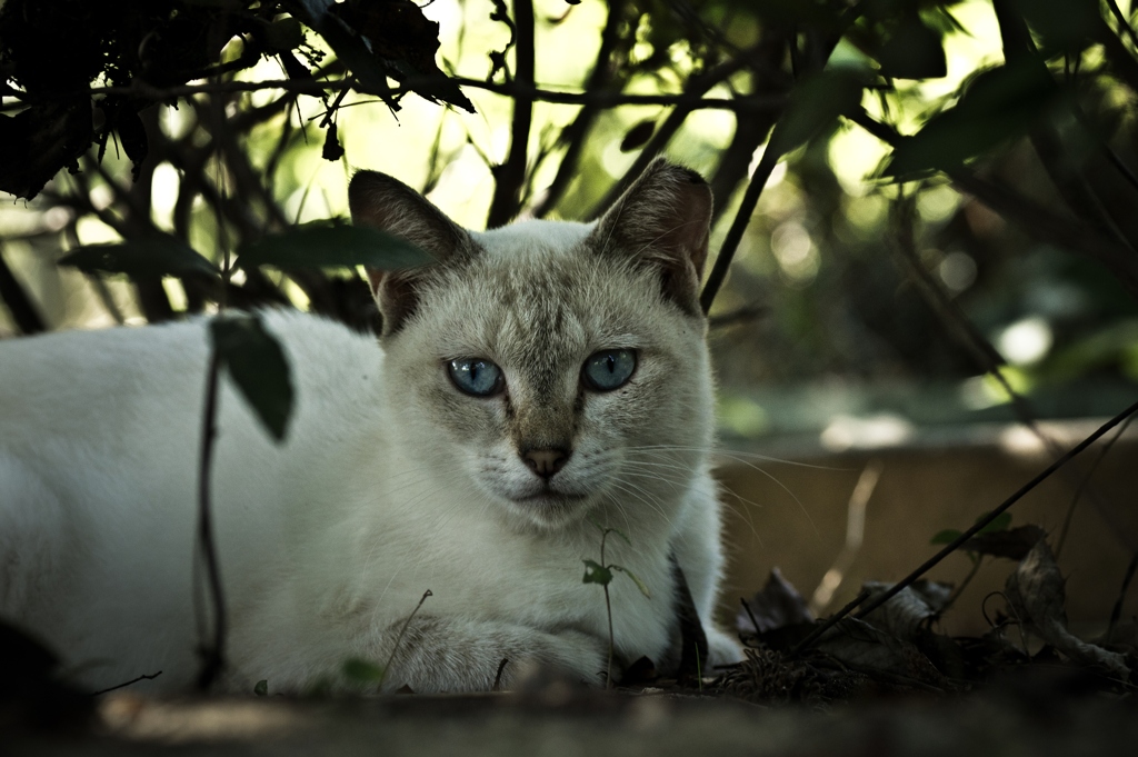 Sapphire eye