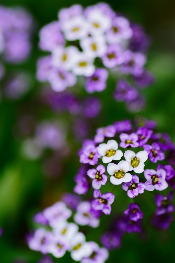 Sweet Alyssum