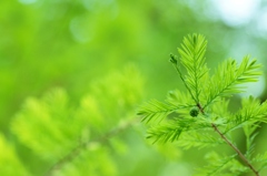 Sprout