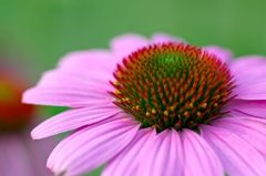 Echinacea