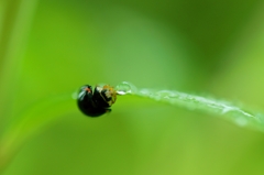 Ladybug with Droplet