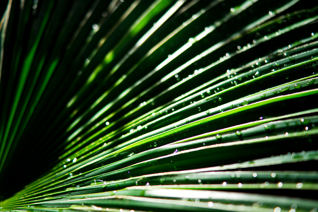 After the rain, bathed in morning sun