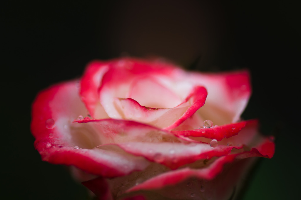 *Rose crystal*