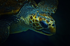 Sea turtle