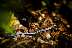 Rainbow tail
