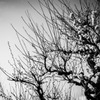 B&W ~to the sky~