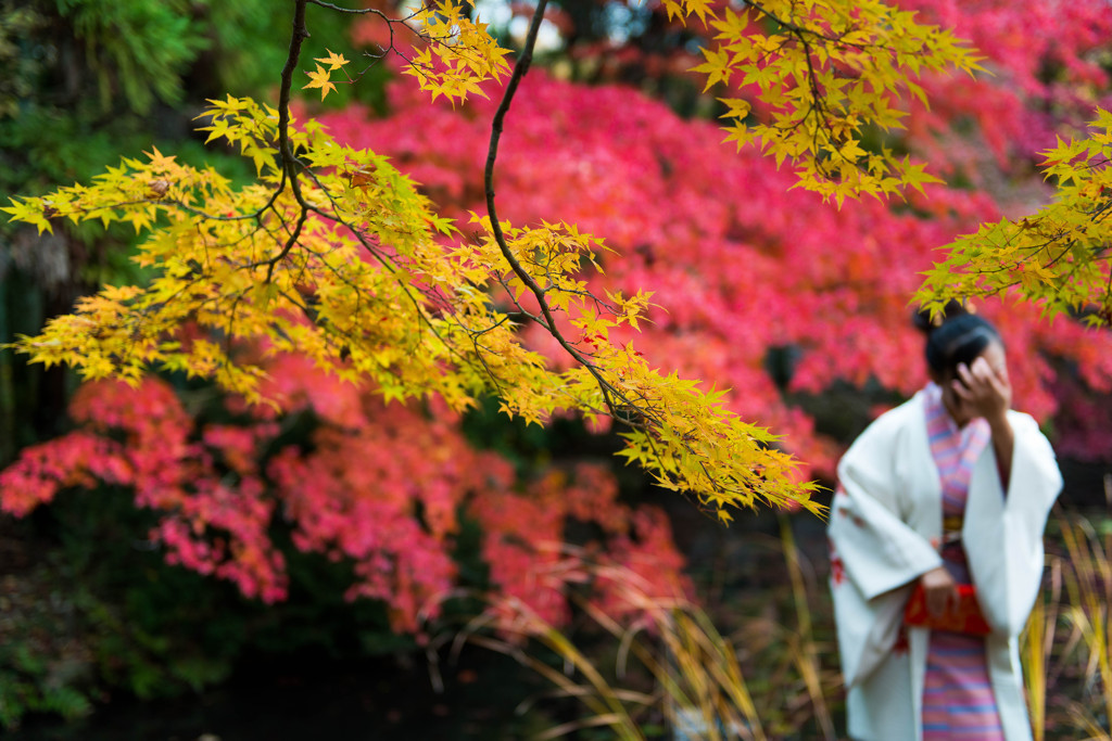 Autumn colors "KIMONO"