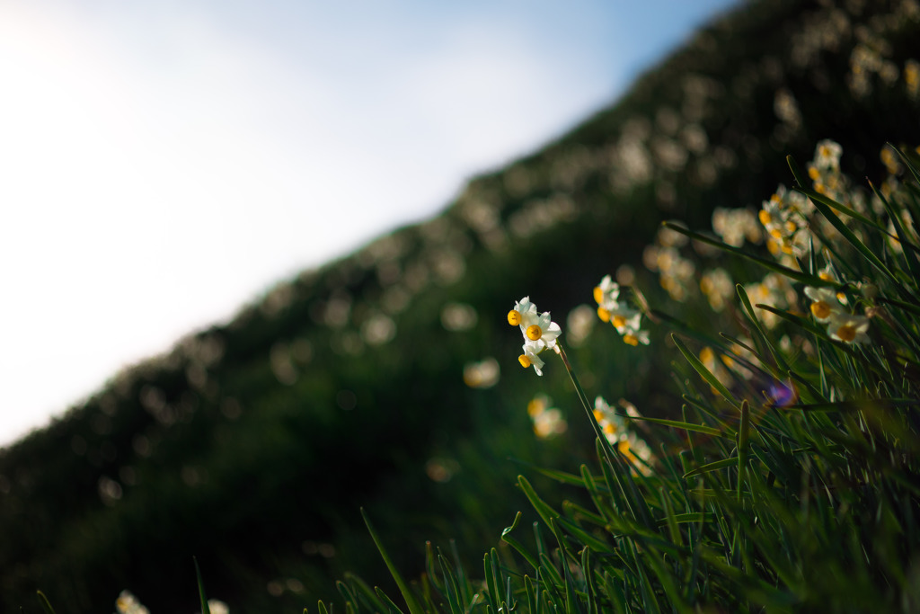 The spring sunshine