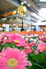 Space-time square in Blooming