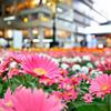 Space-time square in Blooming