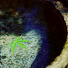 Defoliation