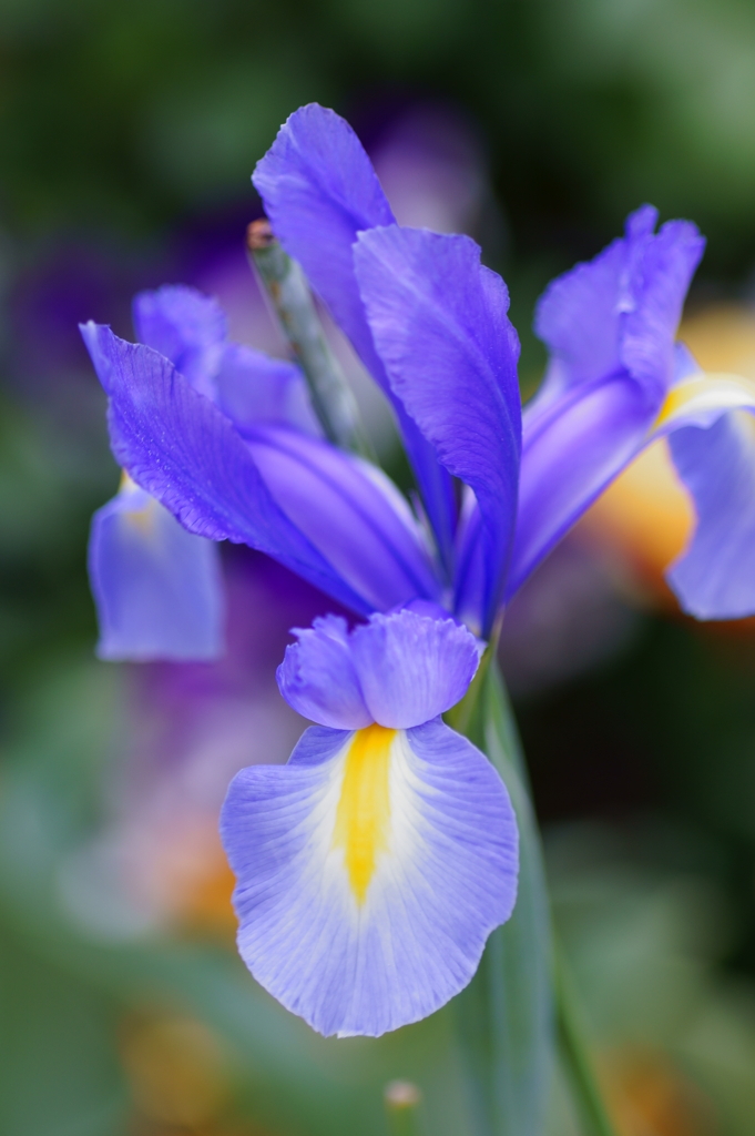 Iris