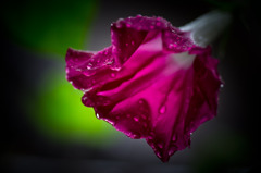 Wither